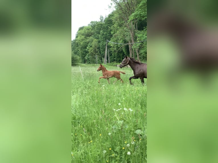 Koń oldenburski Klacz 3 lat 162 cm in Wendehausen