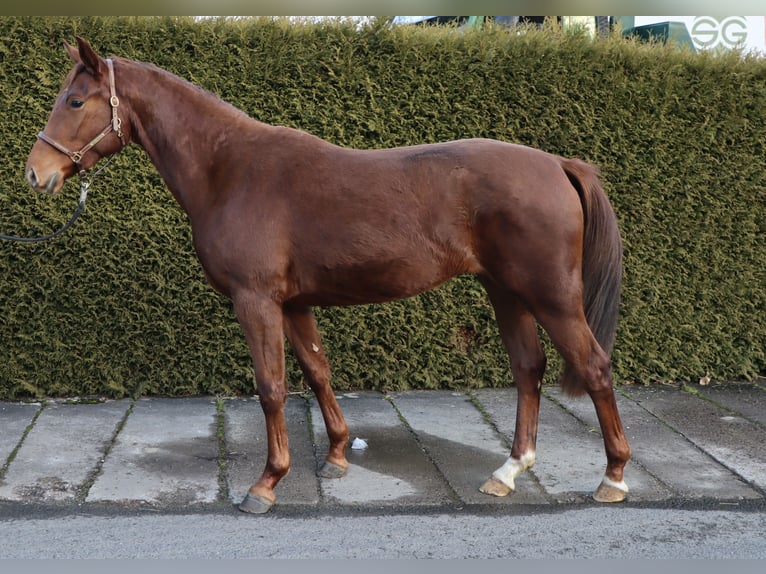 Koń oldenburski Klacz 3 lat 162 cm in Wendehausen