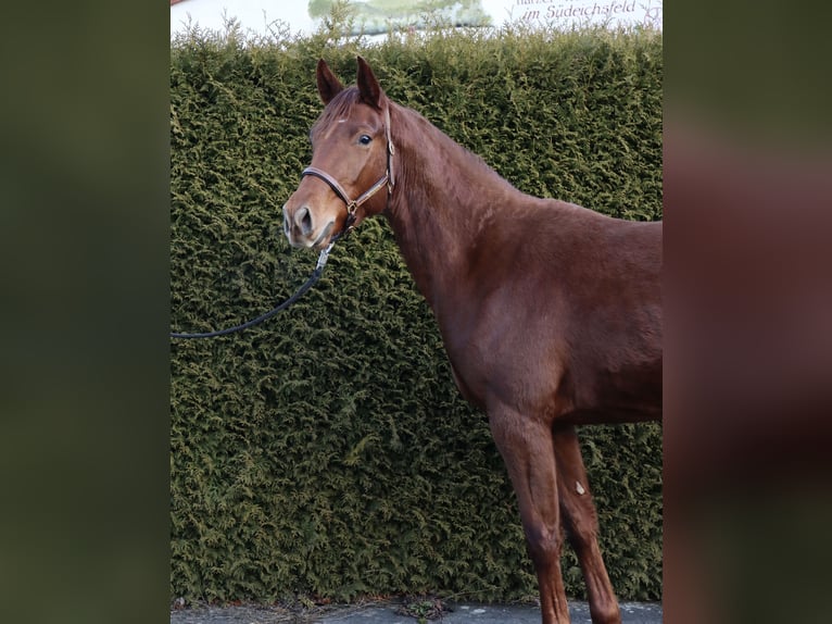 Koń oldenburski Klacz 3 lat 162 cm in Wendehausen