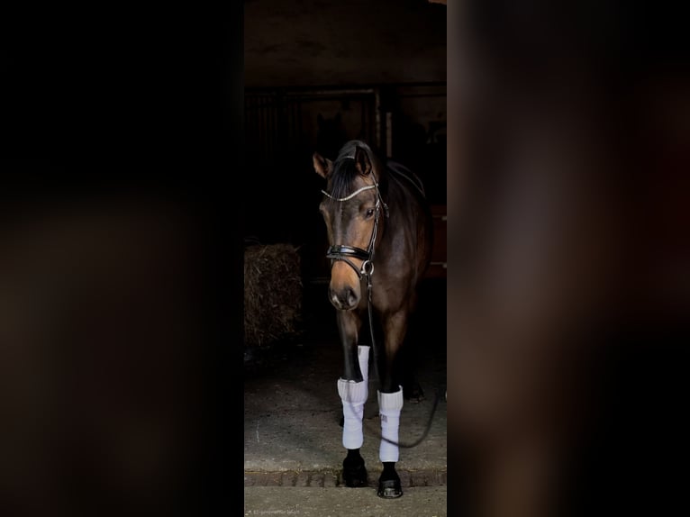 Koń oldenburski Klacz 3 lat 162 cm  in Warendorf