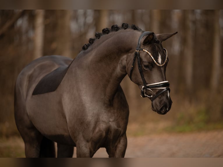 Koń oldenburski Klacz 3 lat 162 cm Skarogniada in Wehringen
