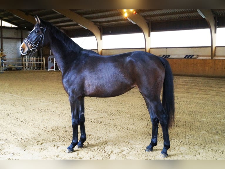 Koń oldenburski Klacz 3 lat 163 cm Ciemnogniada in Erkrath