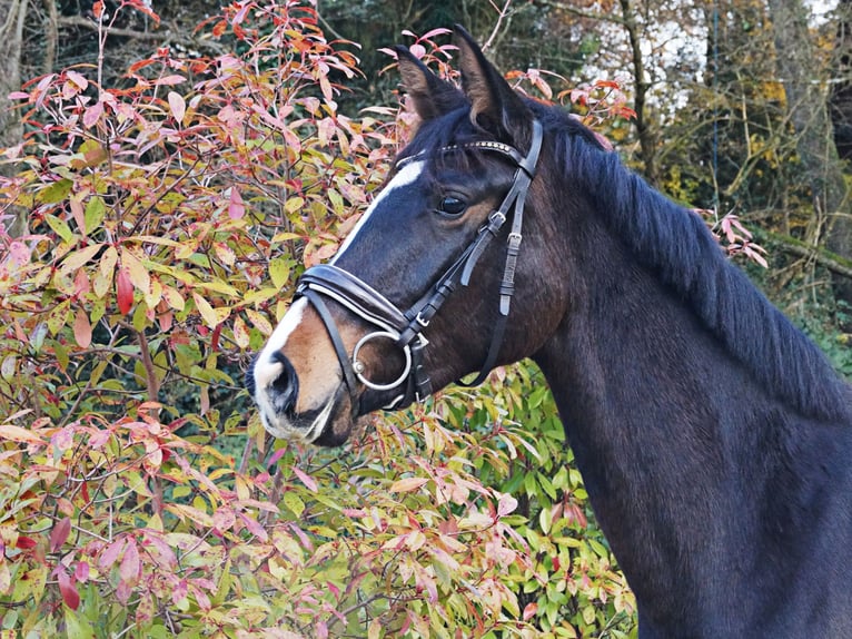 Koń oldenburski Klacz 3 lat 163 cm Ciemnogniada in Erkrath