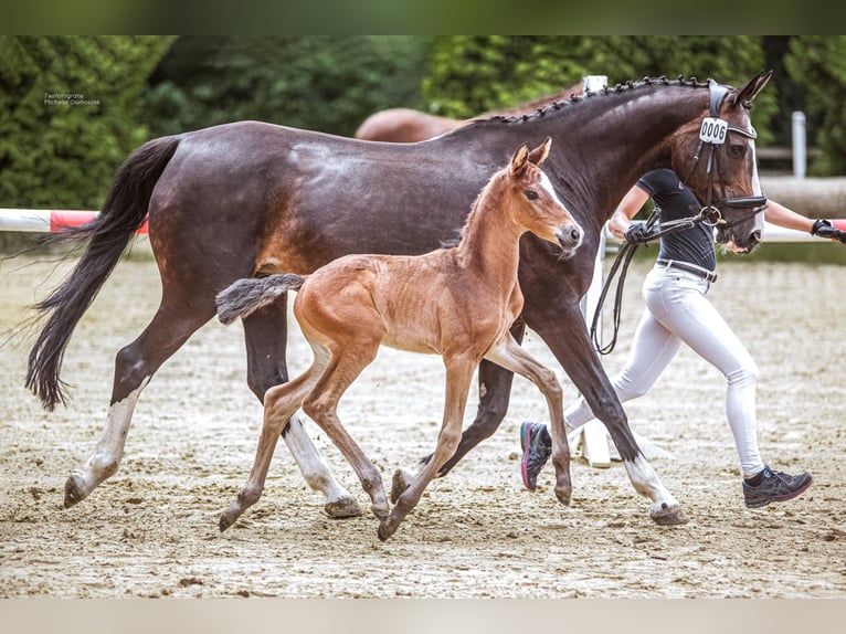 Koń oldenburski Klacz 3 lat 163 cm Ciemnogniada in Erkrath