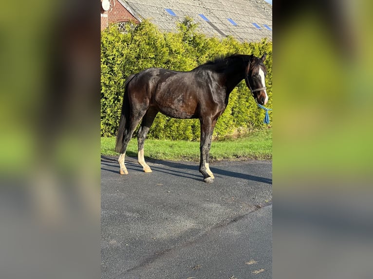 Koń oldenburski Klacz 3 lat 163 cm Ciemnogniada in Vechta