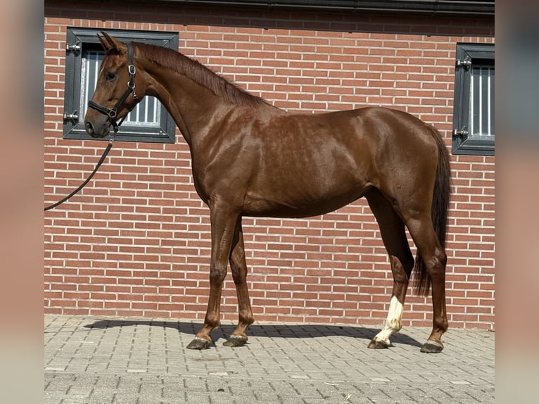 Koń oldenburski Klacz 3 lat 163 cm Ciemnokasztanowata in Zieuwent