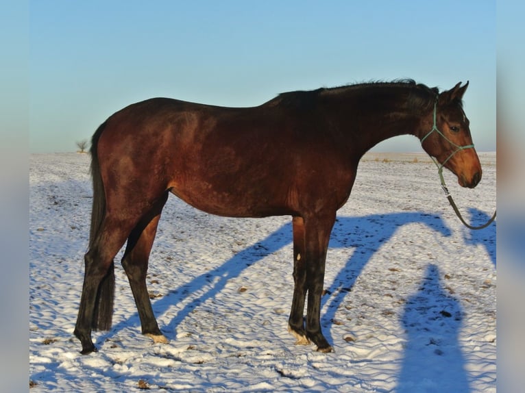 Koń oldenburski Klacz 3 lat 163 cm Gniada in Groß siehharts
