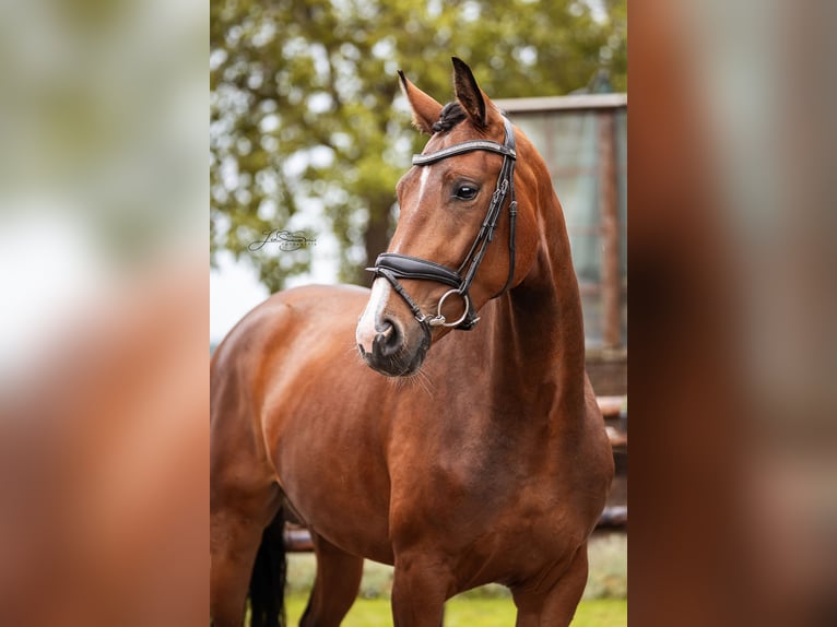 Koń oldenburski Klacz 3 lat 163 cm Gniada in Stolberg (Rheinland)