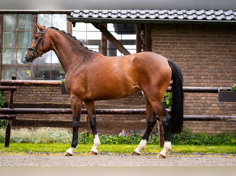 Koń oldenburski Klacz 3 lat 163 cm Gniada in Stolberg (Rheinland)