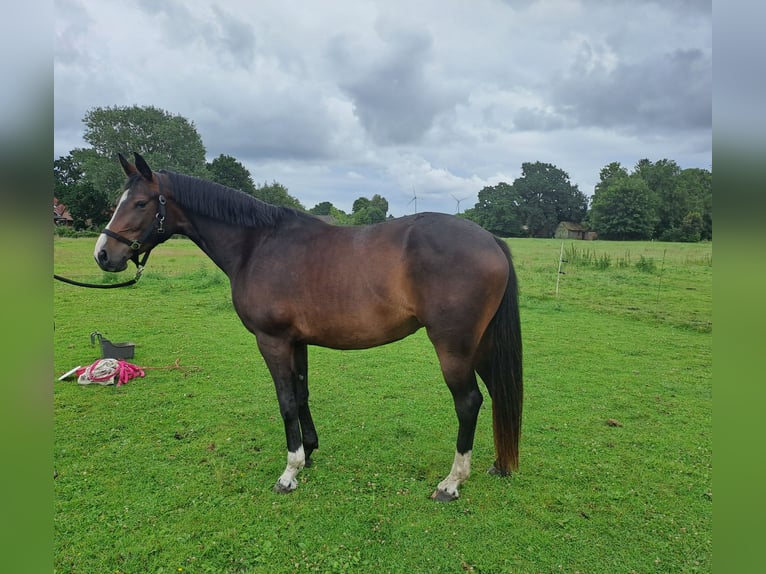 Koń oldenburski Klacz 3 lat 163 cm Gniada in Varel