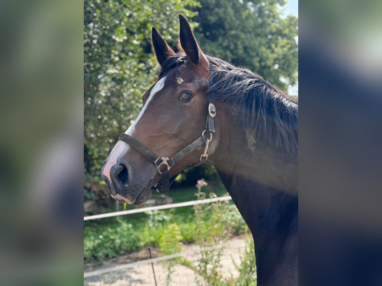 Koń oldenburski Klacz 3 lat 163 cm Gniada in Varel