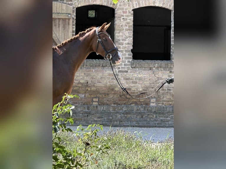 Koń oldenburski Klacz 3 lat 163 cm Kasztanowata in Nauen