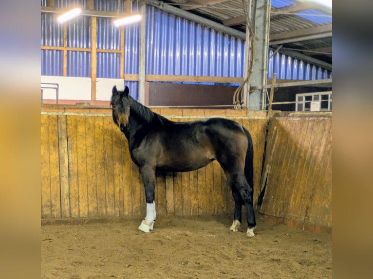 Koń oldenburski Klacz 3 lat 164 cm Ciemnogniada in Werlte