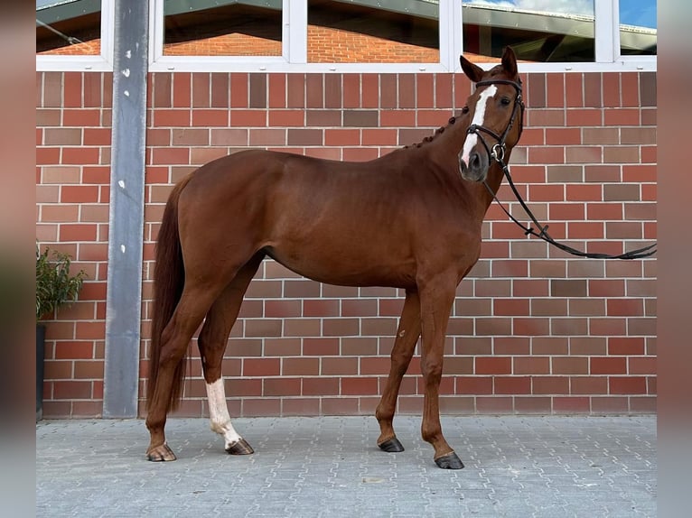 Koń oldenburski Klacz 3 lat 164 cm Ciemnokasztanowata in Vechta