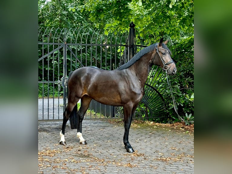 Koń oldenburski Klacz 3 lat 164 cm Gniada in Heiligenstedten