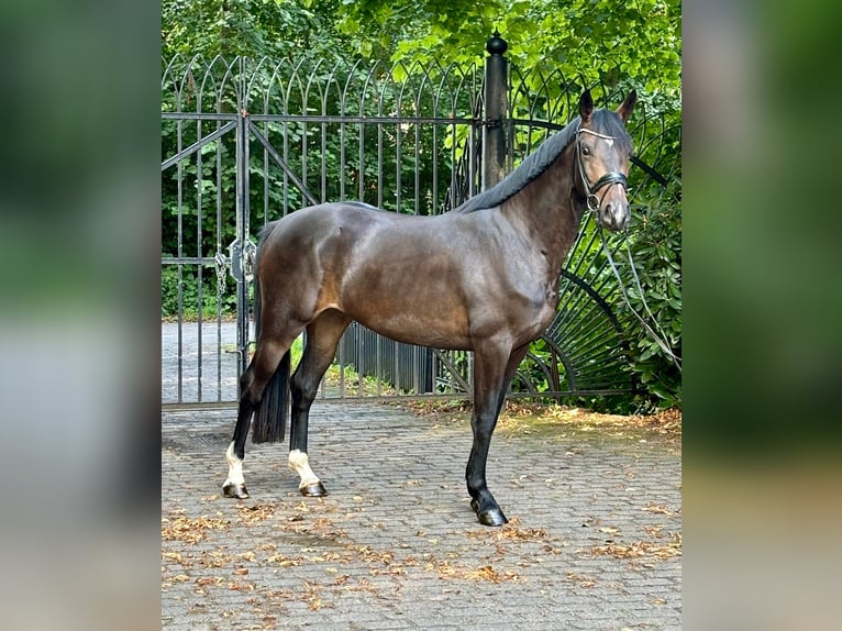 Koń oldenburski Klacz 3 lat 164 cm Gniada in Heiligenstedten