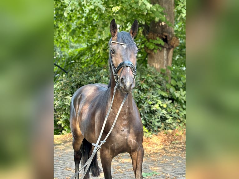 Koń oldenburski Klacz 3 lat 164 cm Gniada in Heiligenstedten