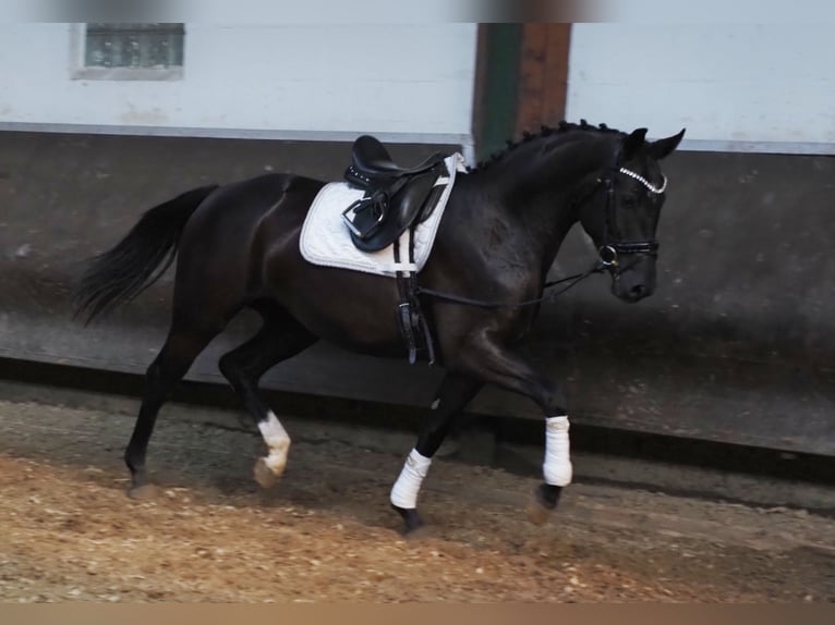 Koń oldenburski Klacz 3 lat 164 cm Kara in Bramsche