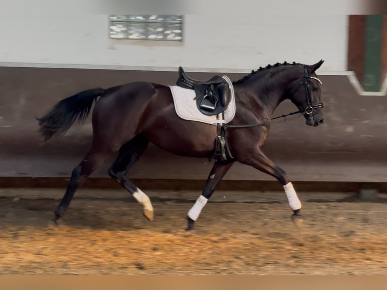 Koń oldenburski Klacz 3 lat 164 cm Kara in Bramsche