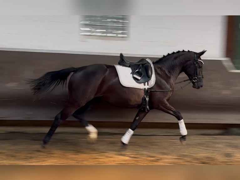 Koń oldenburski Klacz 3 lat 164 cm Kara in Bramsche