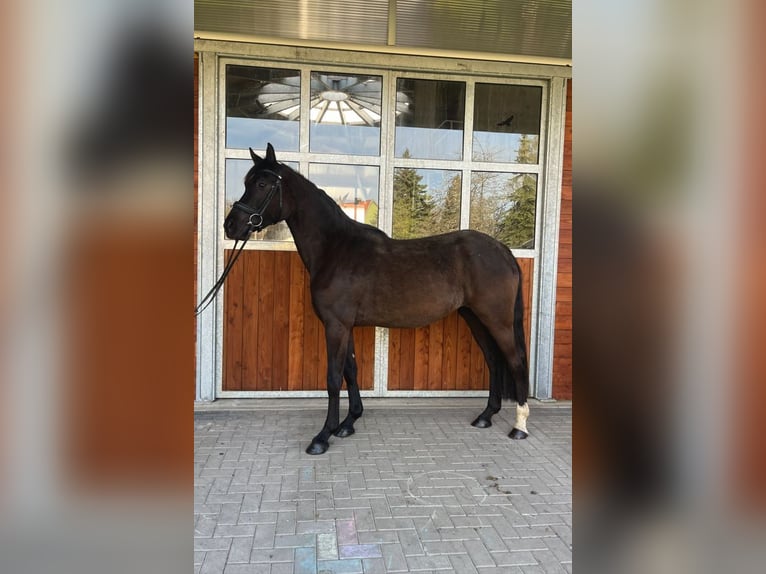 Koń oldenburski Klacz 3 lat 164 cm Kara in Sondershausen