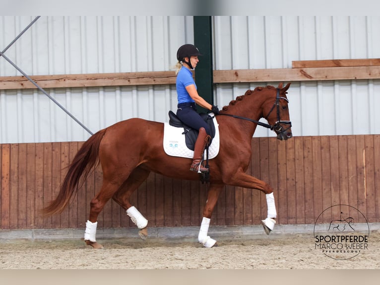 Koń oldenburski Klacz 3 lat 164 cm Kasztanowata in Westerstede