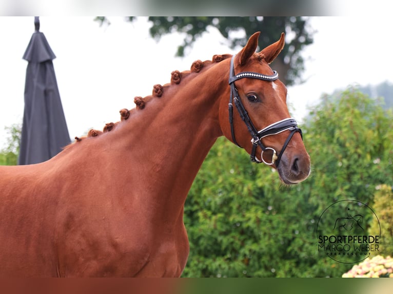 Koń oldenburski Klacz 3 lat 164 cm Kasztanowata in Westerstede