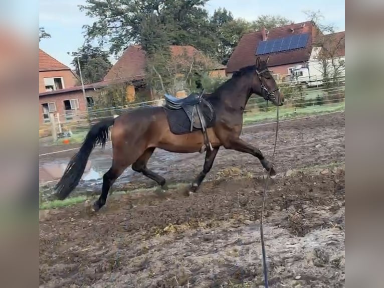 Koń oldenburski Klacz 3 lat 165 cm Ciemnogniada in Stöckse