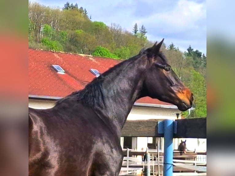 Koń oldenburski Klacz 3 lat 165 cm Ciemnogniada in Hof