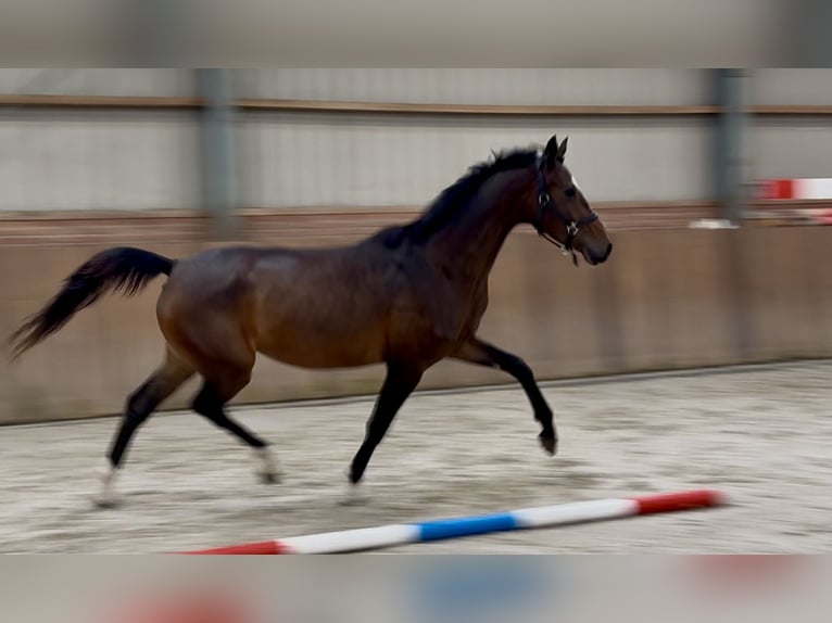 Koń oldenburski Klacz 3 lat 165 cm Ciemnogniada in Zieuwent