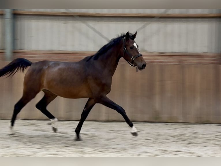 Koń oldenburski Klacz 3 lat 165 cm Ciemnogniada in Zieuwent