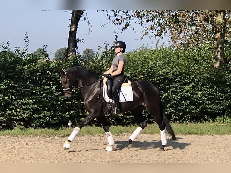 Koń oldenburski Klacz 3 lat 165 cm Ciemnogniada in Neeritter