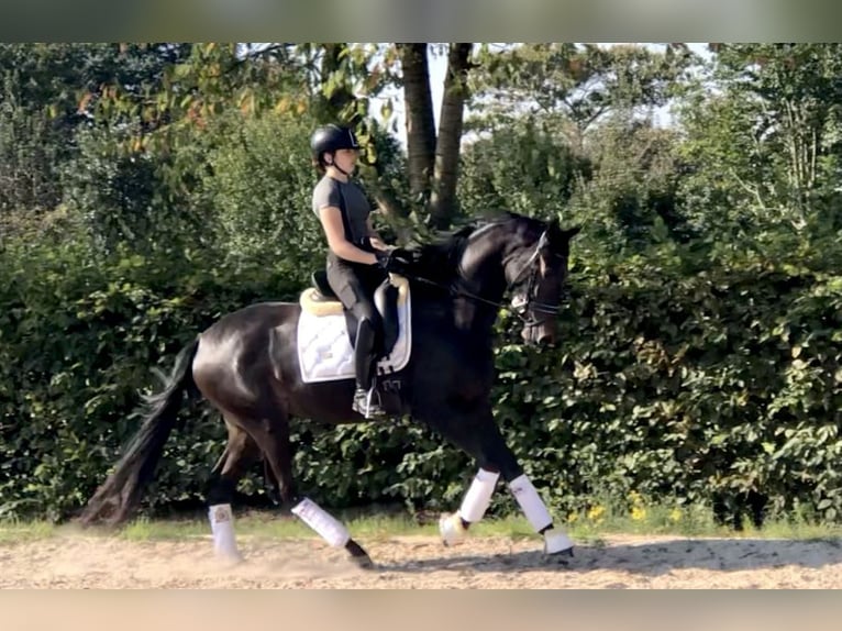 Koń oldenburski Klacz 3 lat 165 cm Ciemnogniada in Neeritter