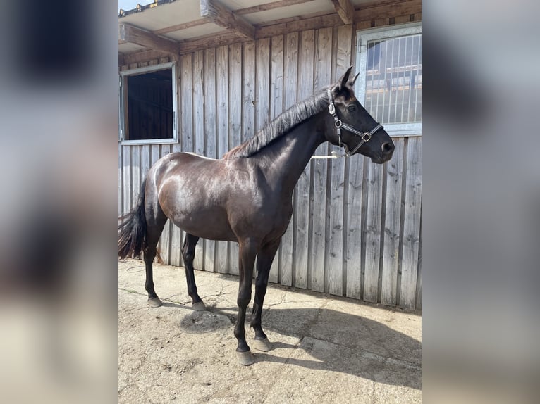 Koń oldenburski Klacz 3 lat 165 cm Gniada in Dorscheid