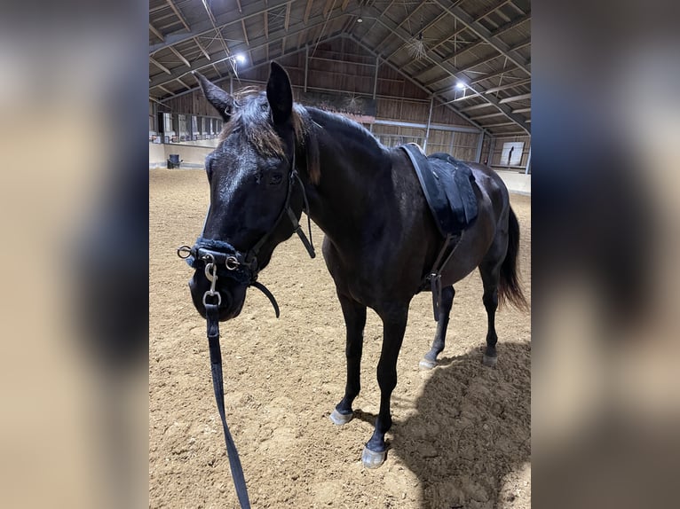 Koń oldenburski Klacz 3 lat 165 cm Gniada in Dorscheid