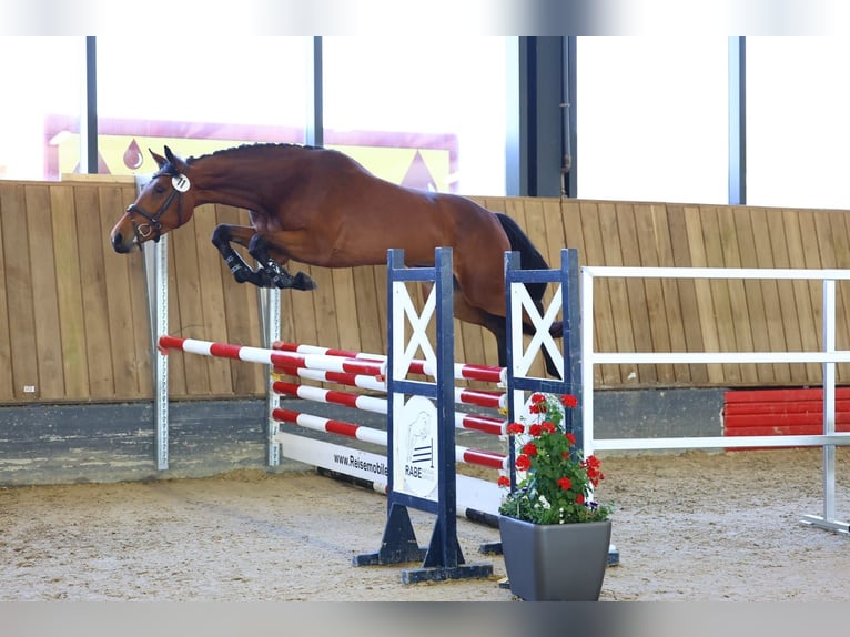 Koń oldenburski Klacz 3 lat 165 cm Gniada in Mei&#xDF;en