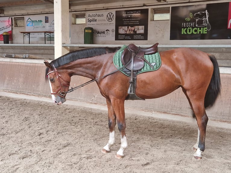 Koń oldenburski Klacz 3 lat 165 cm Gniada in Olching