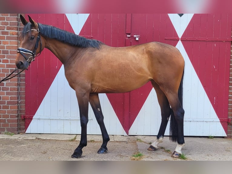 Koń oldenburski Klacz 3 lat 165 cm Gniada in Ennigerloh