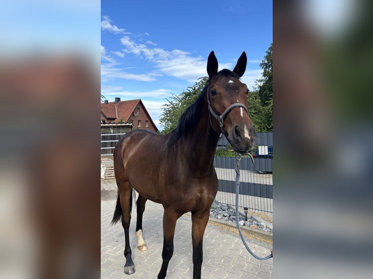 Koń oldenburski Klacz 3 lat 165 cm Gniada in Melle