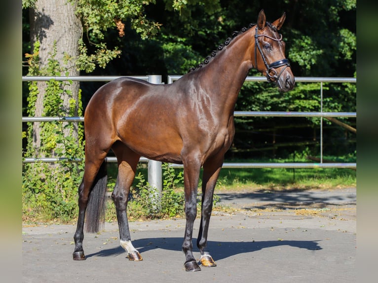 Koń oldenburski Klacz 3 lat 165 cm Gniada in Lienen