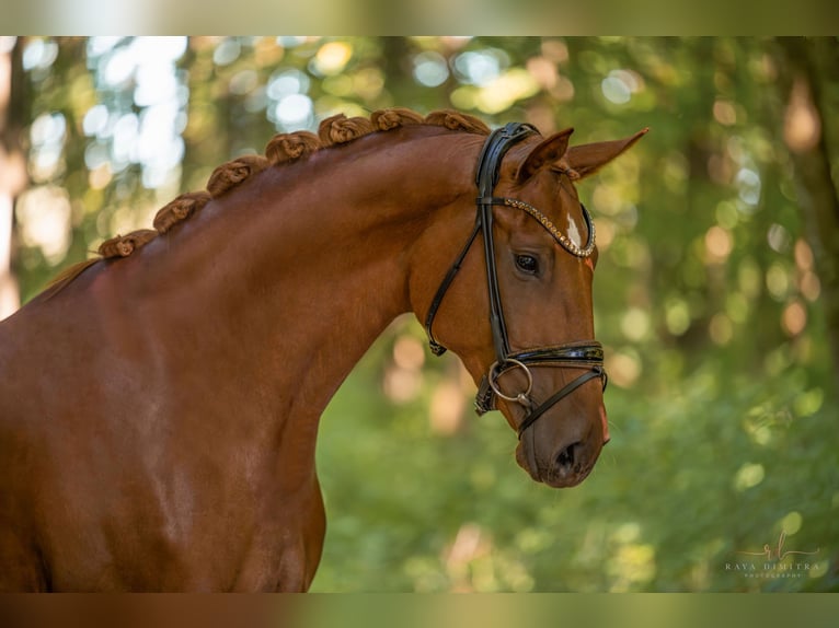 Koń oldenburski Klacz 3 lat 165 cm Kasztanowata in Wehringen