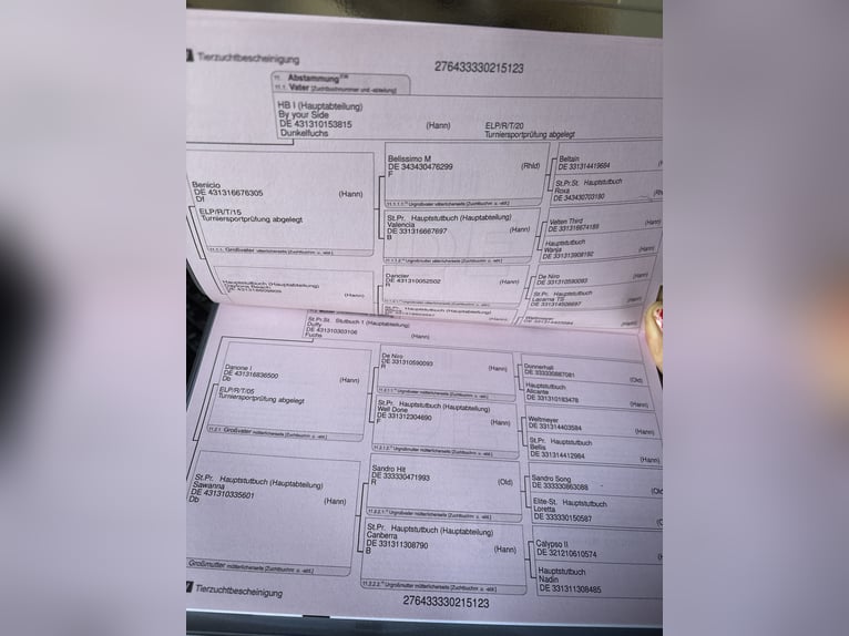 Koń oldenburski Klacz 3 lat 165 cm Kasztanowata in Barver