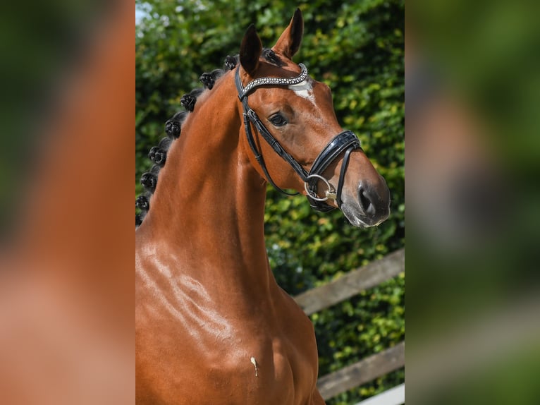 Koń oldenburski Klacz 3 lat 165 cm in Beuningen Gld