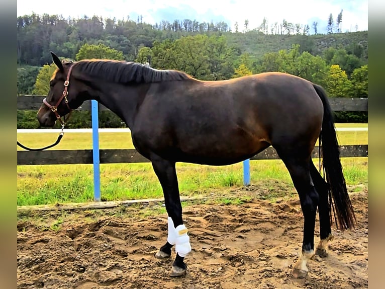 Koń oldenburski Klacz 3 lat 166 cm Ciemnogniada in Hof