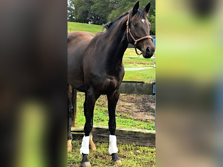 Koń oldenburski Klacz 3 lat 166 cm Ciemnogniada in Hof