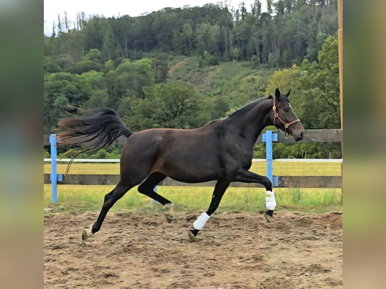 Koń oldenburski Klacz 3 lat 166 cm Ciemnogniada in Hof