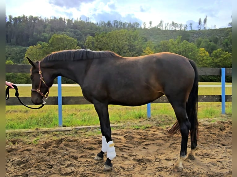 Koń oldenburski Klacz 3 lat 166 cm Ciemnogniada in Hof