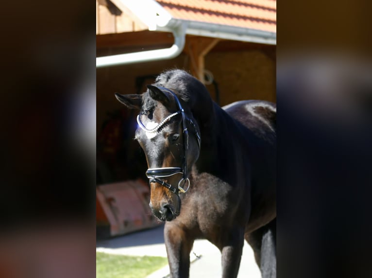 Koń oldenburski Klacz 3 lat 166 cm Ciemnogniada in Bramsche