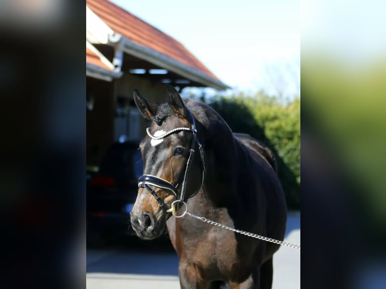 Koń oldenburski Klacz 3 lat 166 cm Ciemnogniada in Bramsche