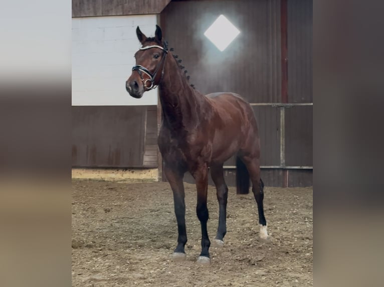 Koń oldenburski Klacz 3 lat 166 cm Gniada in Bramsche